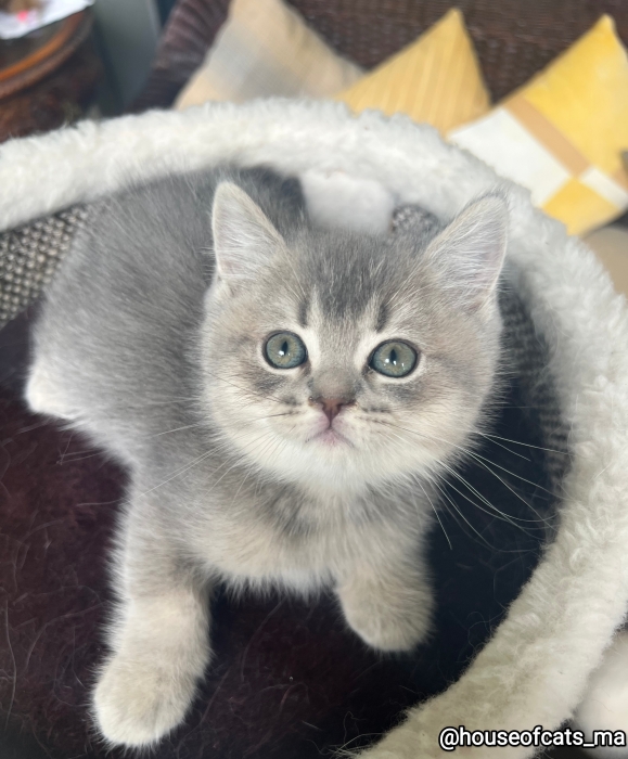 British et scottish fold