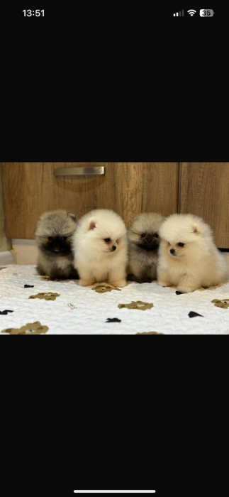 spitz loulou de pomeranie