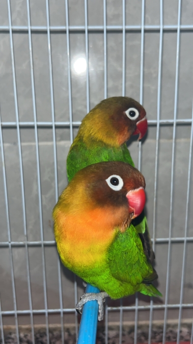 Couple inséparables