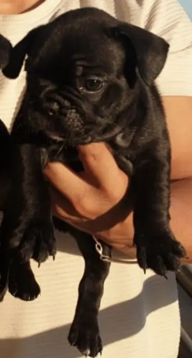 Bouledogue français