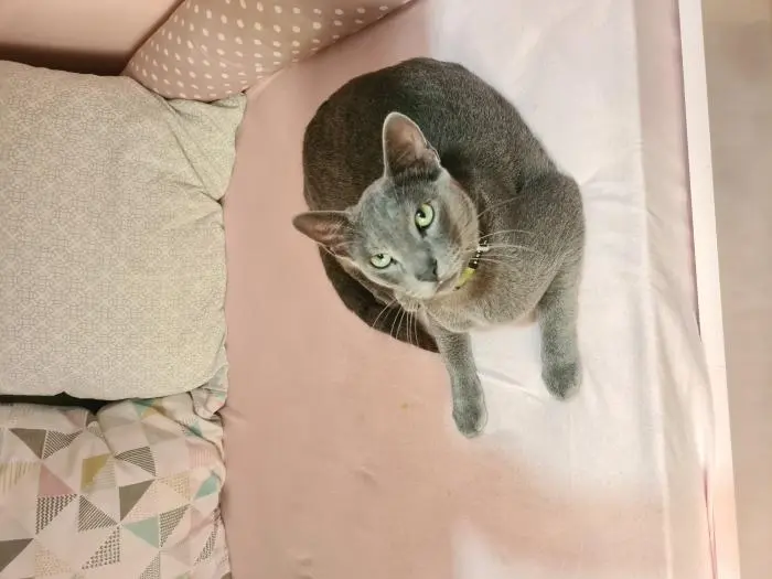 Chat bleu russe à offrir