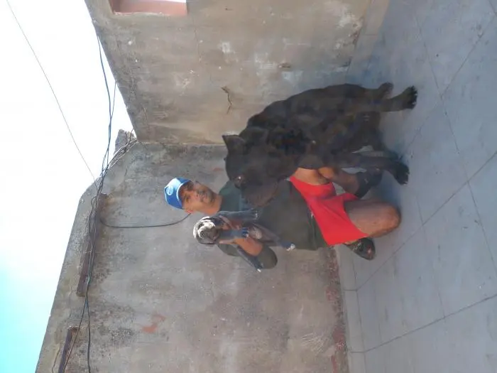 Disp chiot cane corso blue ag 55 j