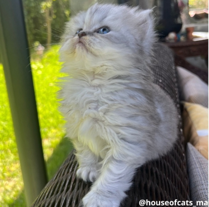 Scottish straight femelle