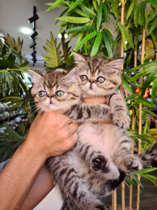 Persan exotic tabby