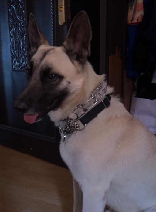 Un beau malinois beige à donner