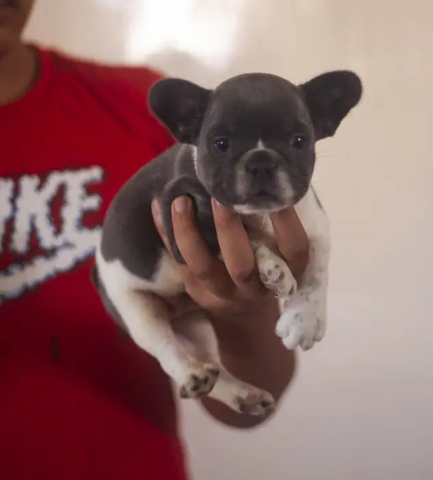 magnifique chiot bulldog francais