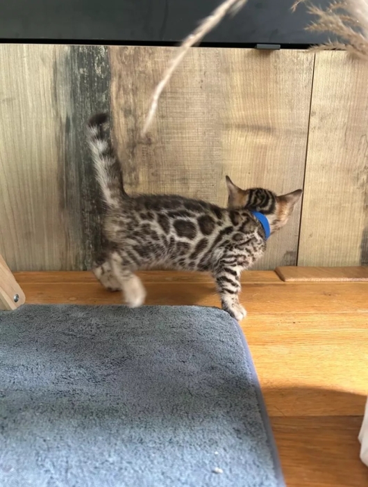 bengal bébé
