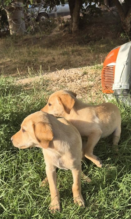 Mal femelle labrador