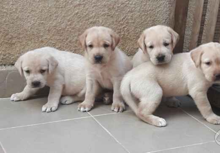 Labrador retriever pure race
