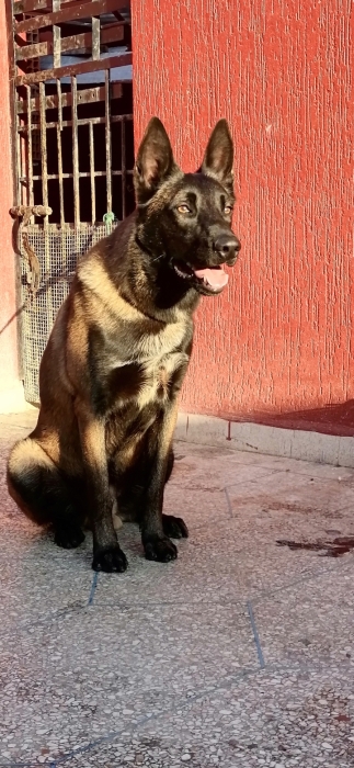 Vente malinois