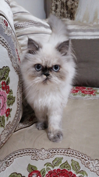 Magnifiques couple persan