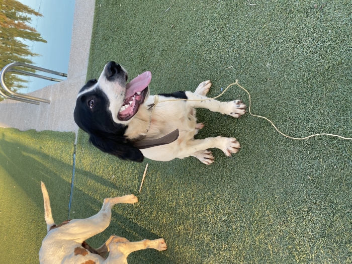 Coker spanial anglais