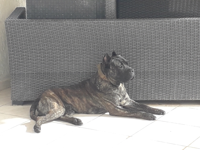 Cane Corso