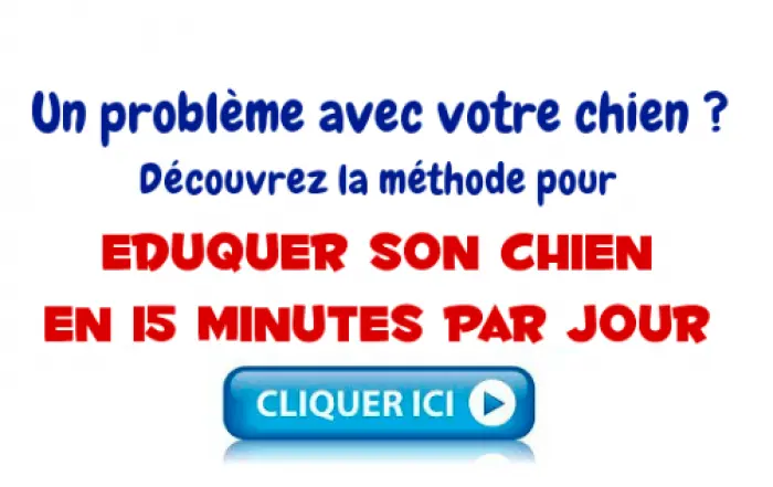 Dressage chien bouznika