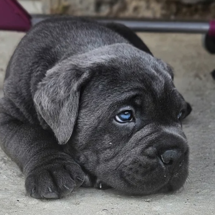 Chiots cane corso