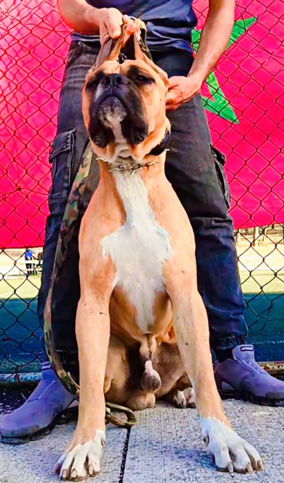 Boxer
