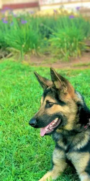 Chiot berger allemand a vendre