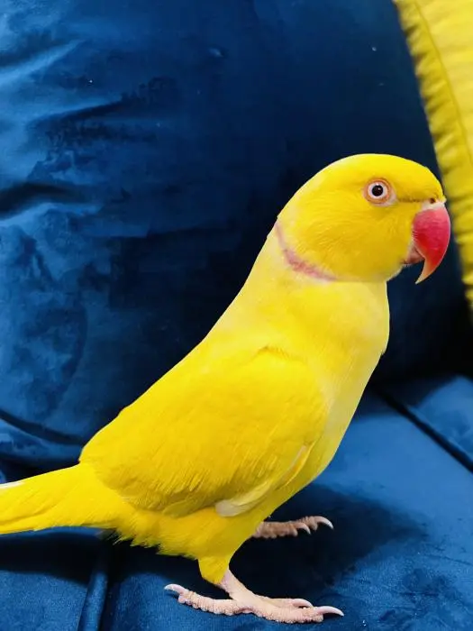 Perruche à collier lutino