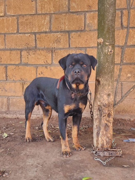 Rottweiler mâle pure race