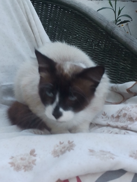 Snow show mal 5 mois