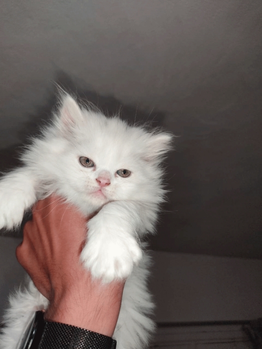 Chaton Cute race Persan