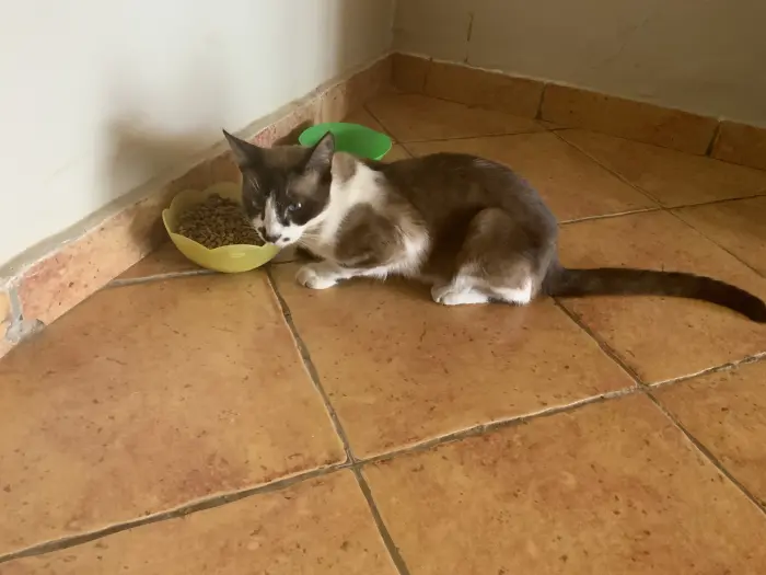 Rocky , siamois métissé