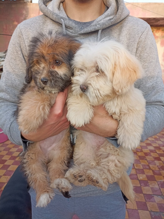 Bichon caniche Yorkshire