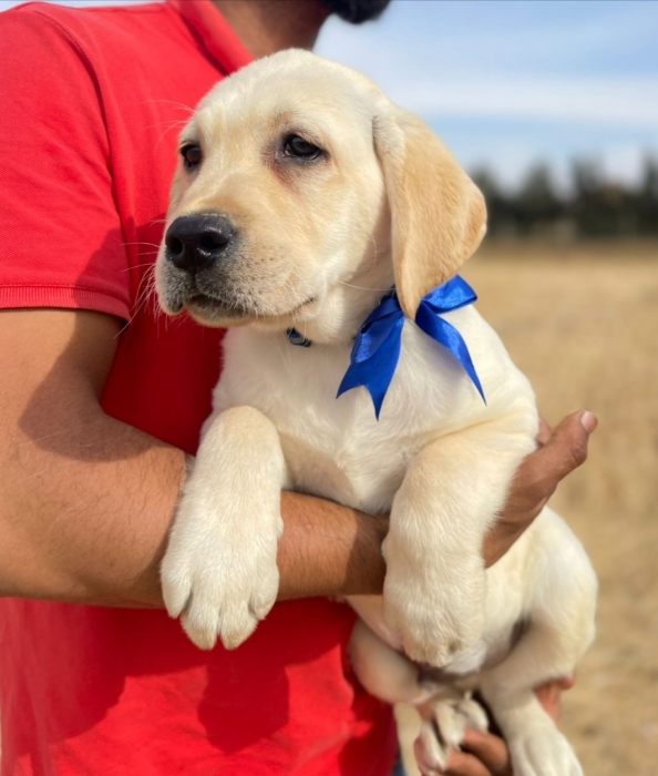 Labrador pédigrée