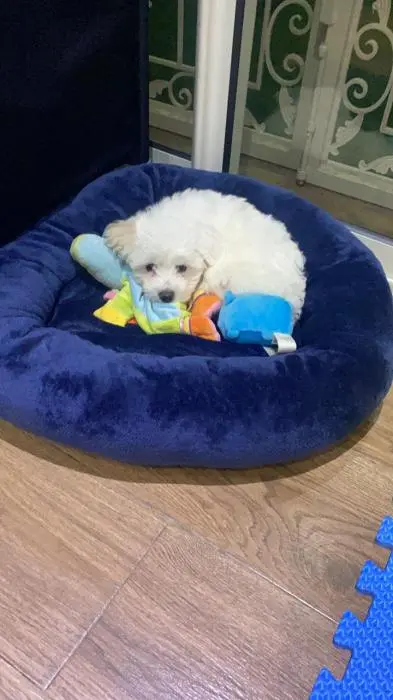 Bichon male vacciné avec accessoires