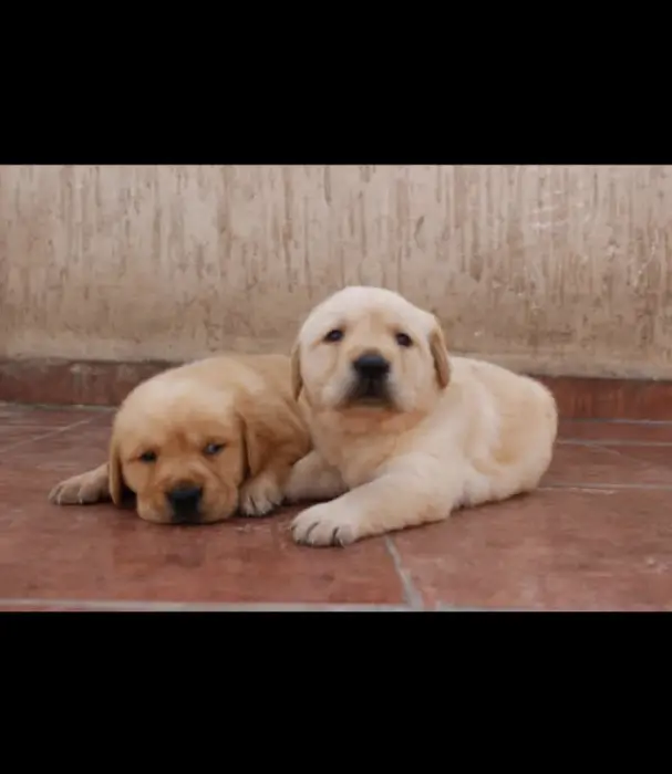 chiots labrador