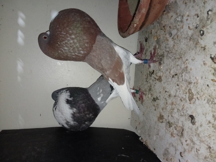 ذكر وأنثى حمام البولوا