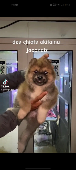 Akita inu