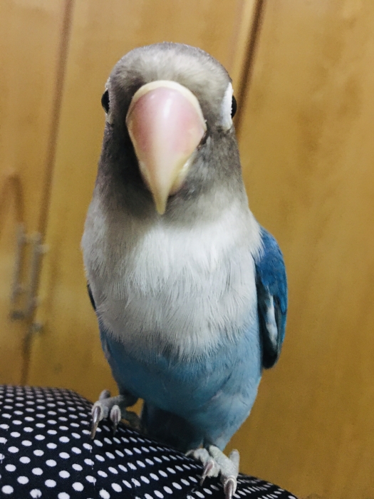 Oiseau insiparable ficher bleu casa