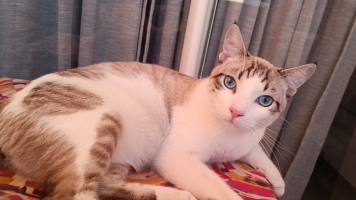 Chat mâle à adopter