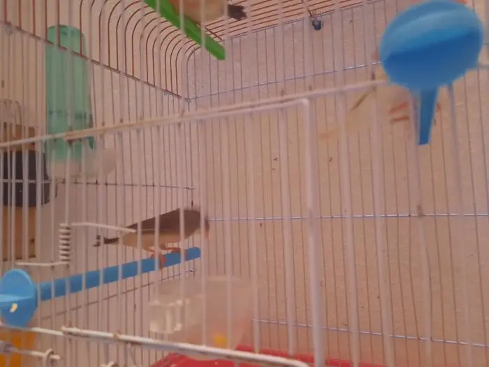 Zebra diamant mandarins femelles