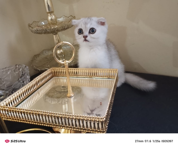 scottish fold et straight