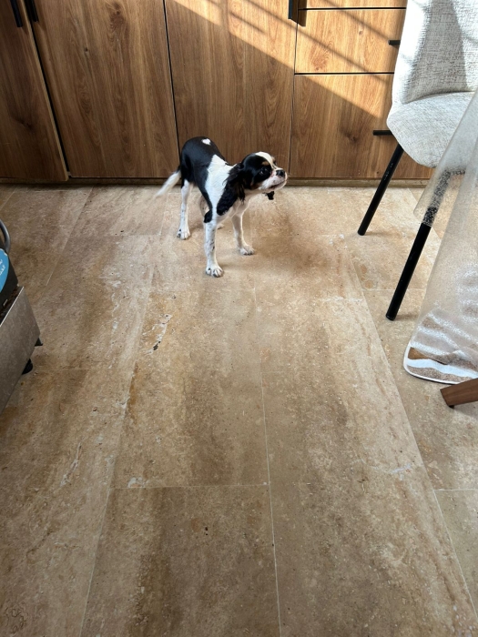 Cavalier king charles