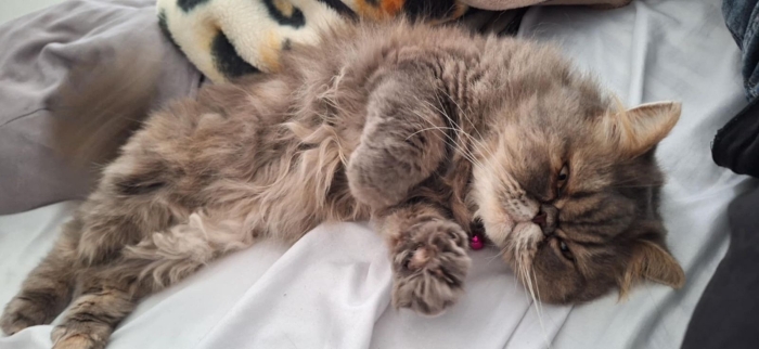 Femelle persan race pur