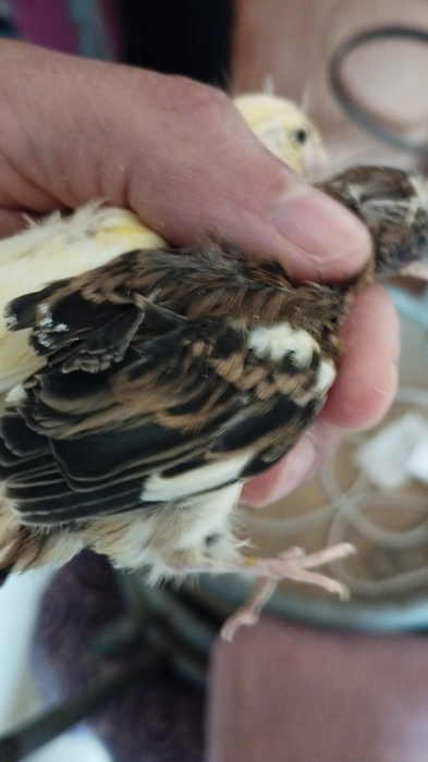 Oiseau perruche et canari jeune
