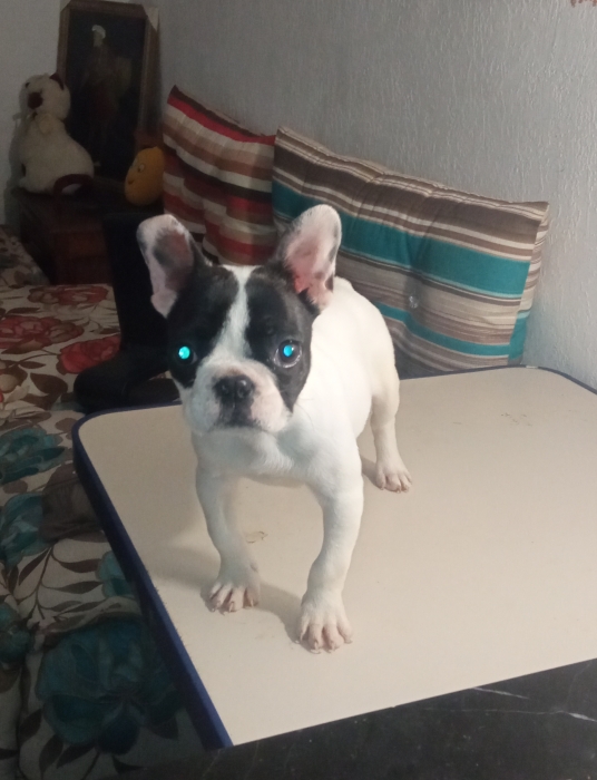 Bouledogue français