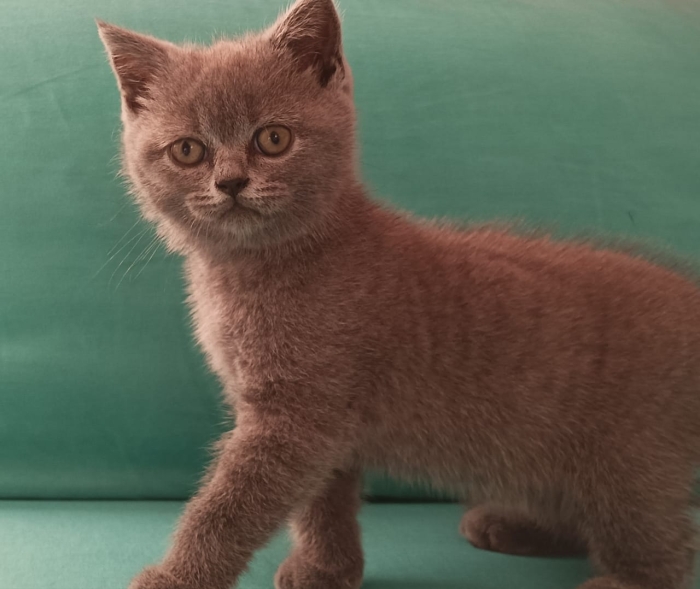 Chatons scottish fold scottish straight