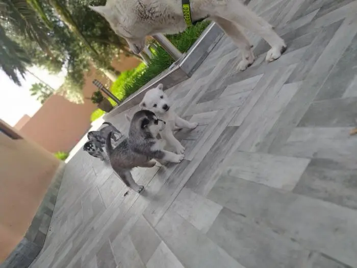 Chiots husky à vendre