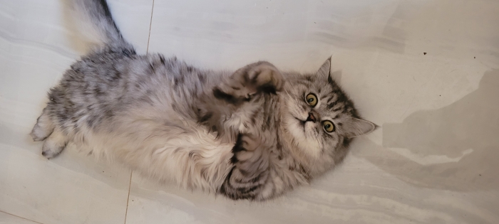 Chatte siberian reinhardt