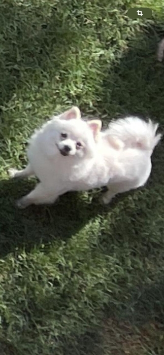 Magnifique porté de spitz