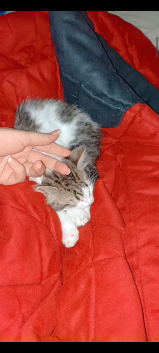 2 Petite chatte mignonne