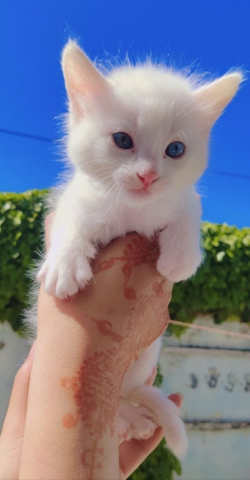 Chats Angora turc race pure