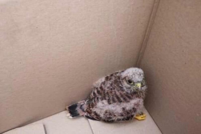 Faucon de 2 semaines