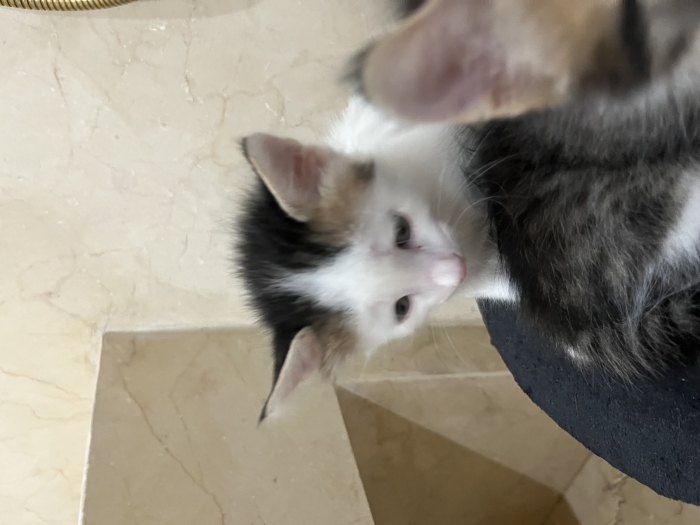 Châton de 2 mois sur casablanca