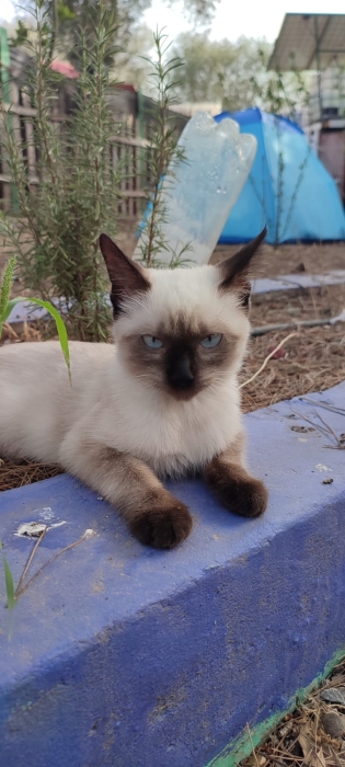 🌟 Chatons de Qualité Supérieure à Vendre: Birmanie et Autres Races Pure! 🌟