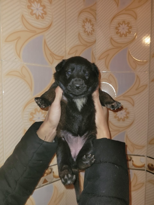 Des chiots malinois charbonnés